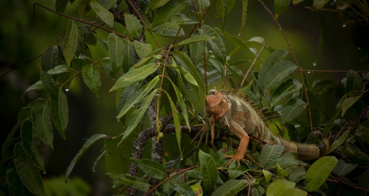 L'iguane vert camouflé parmi les feuilles de la jungle humides après la pluie.