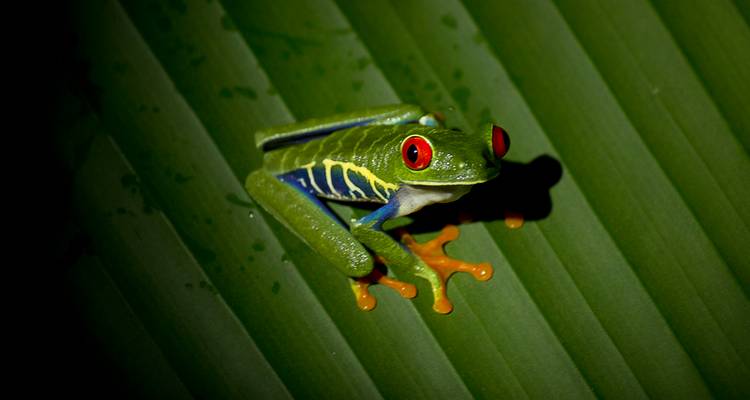 Rainette aux yeux rouges emblématique perchée sur une feuille verte couverte de rosée la nuit.