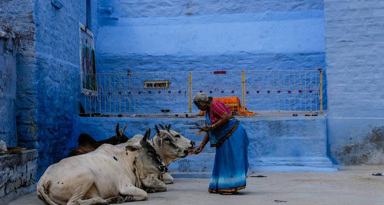 Woman interacting with cows in a blue-walled courtyard.