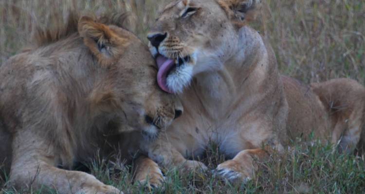Lion and lioness showing affection in tall grass.