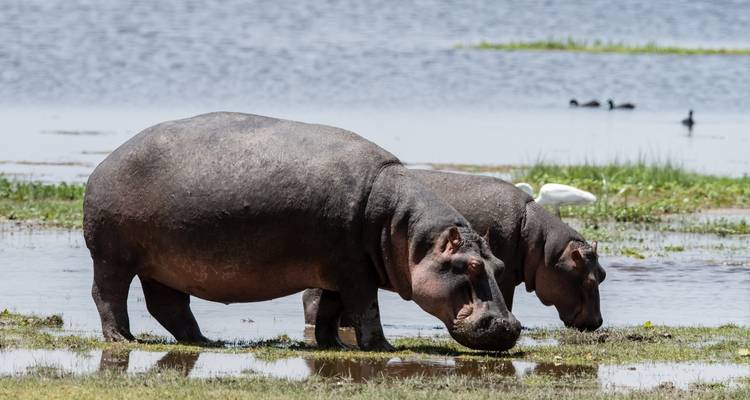 Two hippos grazing near a water body with green foliage around.