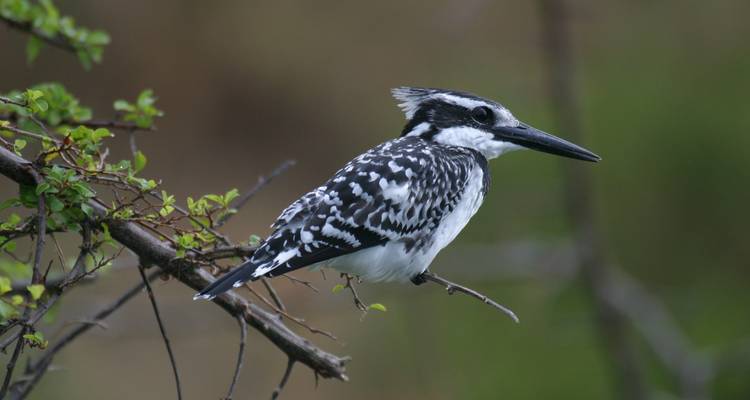 Bird perched on a branch in the wild.