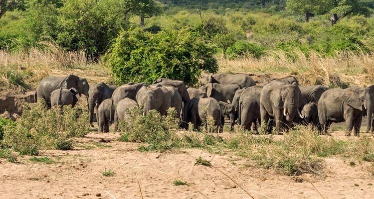 Camping Safari Selous Sud Tanzanie - Kilimanjaro Wonders Expedition Safari 2