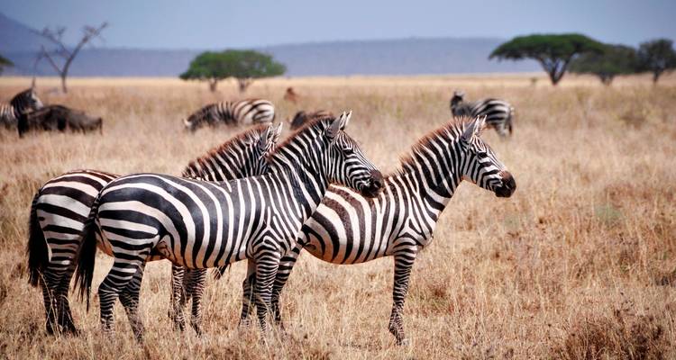 Camping Safari Selous Sud Tanzanie - Kilimanjaro Wonders Expedition Safari 7