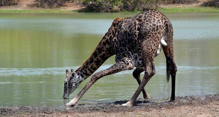 Camping Safari Selous Sud Tanzanie - Kilimanjaro Wonders Expedition Safari 4