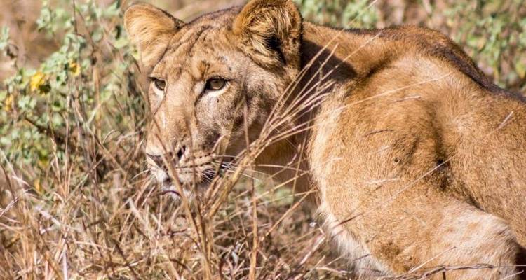 Camping Safari Selous Sud Tanzanie - Kilimanjaro Wonders Expedition Safari 1