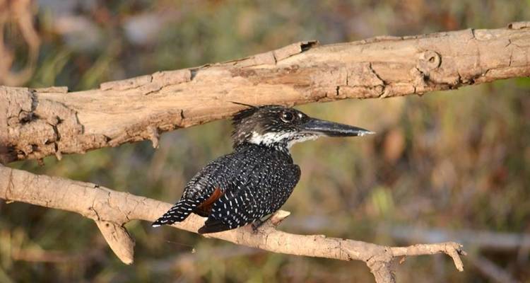 Camping Safari Selous Sud Tanzanie - Kilimanjaro Wonders Expedition Safari 3