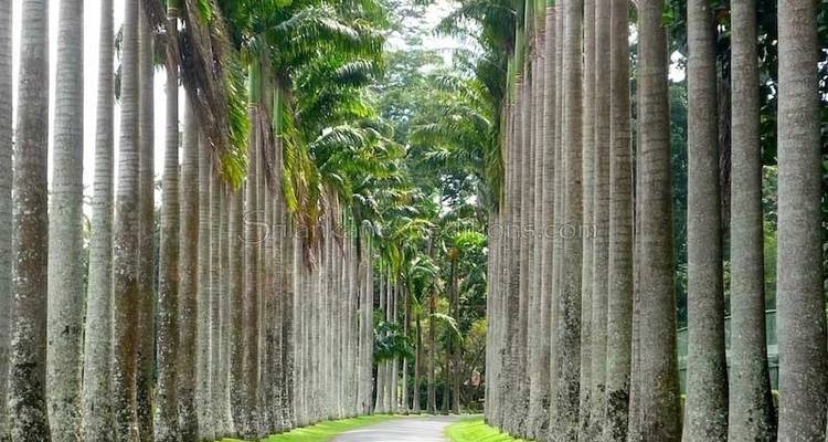 2-Day All-Inclusive Kandy And Nuwara Eliya Tour - Beyond Escapes 9