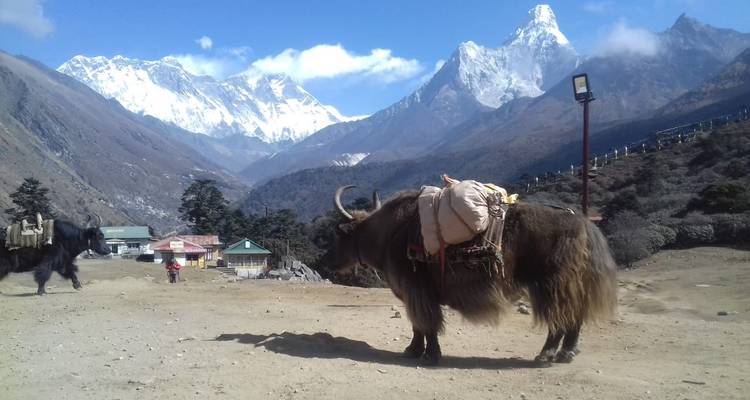 Trek dans les trois cols de l'Everest - 17 Jours - White Hill Adventure Treks and Expedition Pvt Ltd 7