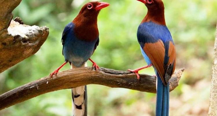 Circuito de aventura de 3 días a Kitulgala - Beyond Escapes 7