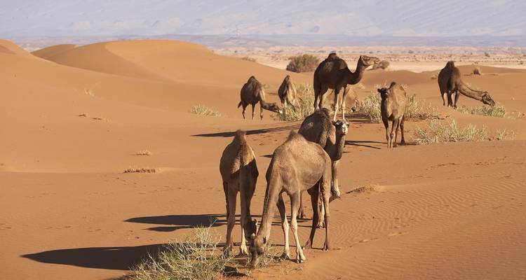 Viajes a Marruecos desde Tánger - 8 días de Tánger a Marrakech por el desierto de Merzouga - Morocco Destination Tours  8