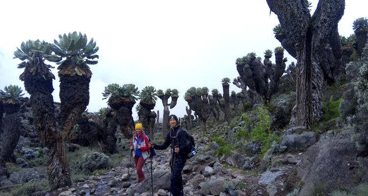 7  DAYS KILIMANJARO CLIMB MACHAME ROUTE - Youth Adventures & Safaris 7