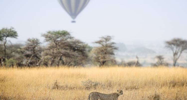 Safari de 4 jours dans le nord de la Tanzanie - Sed Adventures Tours and Safaris 8