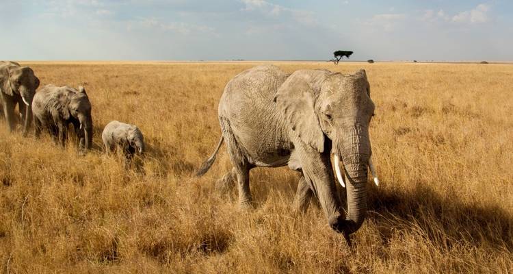 Safari de 4 jours dans le nord de la Tanzanie - Sed Adventures Tours and Safaris 2