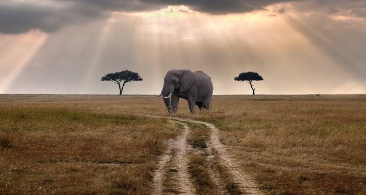 Safari de 4 jours dans le nord de la Tanzanie - Sed Adventures Tours and Safaris 1