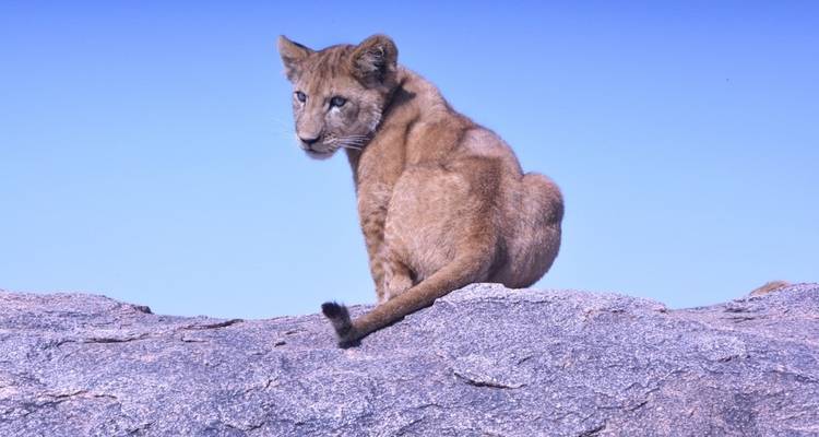 Safari de 4 jours dans le nord de la Tanzanie - Sed Adventures Tours and Safaris 10