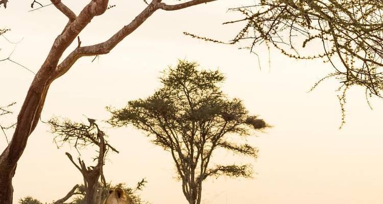 Safari de 4 jours dans le nord de la Tanzanie - Sed Adventures Tours and Safaris 3