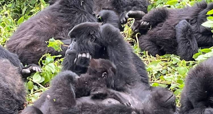 Senderismo de 6 días con gorilas y chimpancés en Ruanda - Golden Rwanda Safaris Ltd 2
