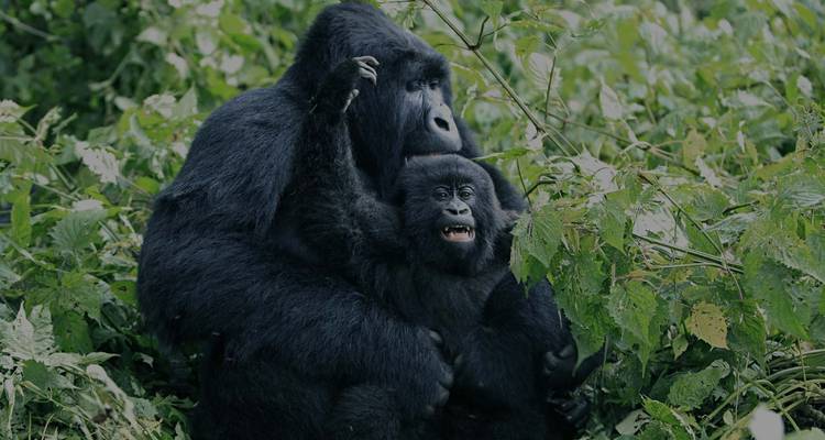 Senderismo de 6 días con gorilas y chimpancés en Ruanda - Golden Rwanda Safaris Ltd 3