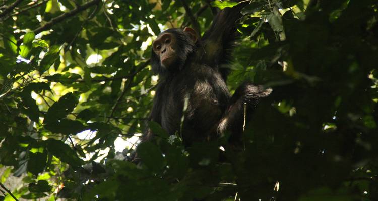 Senderismo de 6 días con gorilas y chimpancés en Ruanda - Golden Rwanda Safaris Ltd 4