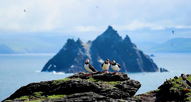Puffins perched on rocky cliffs with a view of a prominent island in the background.