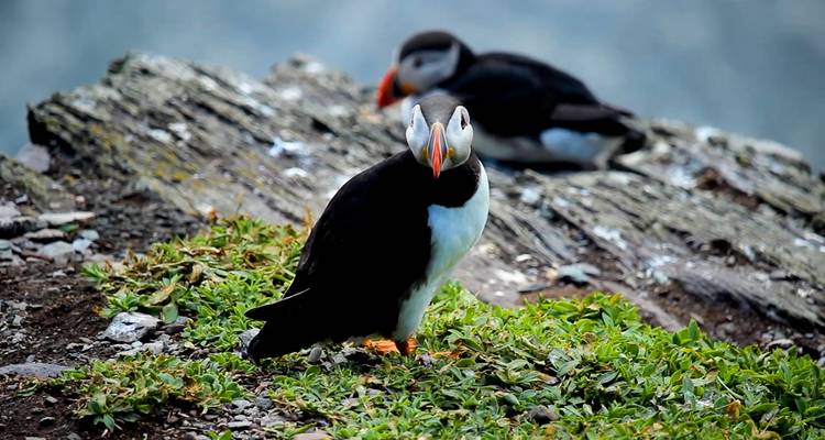 A puffin standing on a grassy cliff with blue sea in the background.
