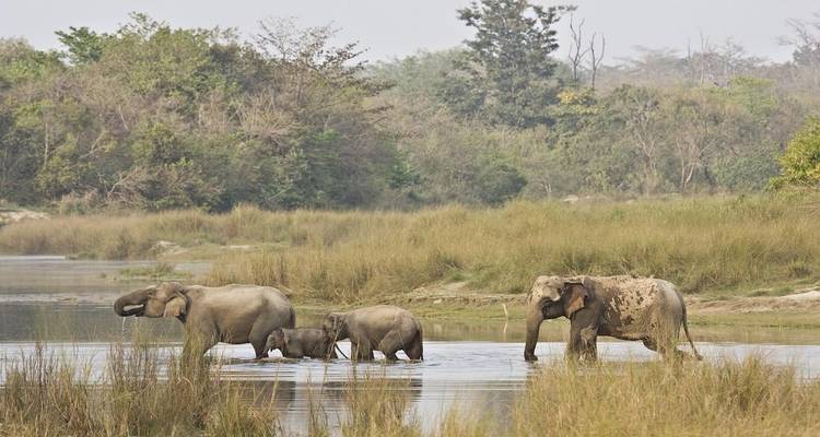 Elephants wading through a river in a lush, green forest area.