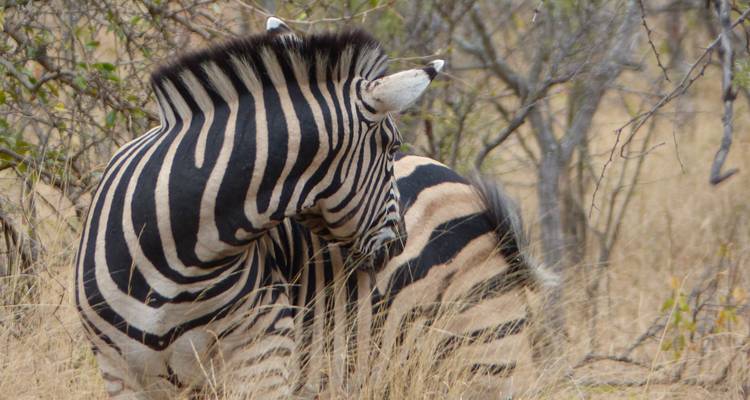 Safari de 5 jours en Tanzanie - Wildlife Galore - SAFARI360 6