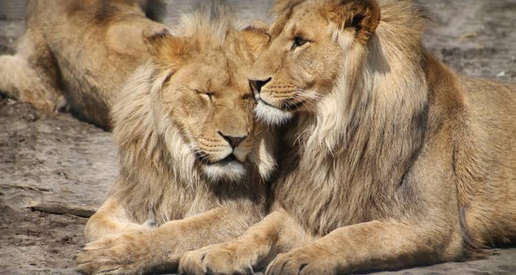 7 Day Grand Tanzania Safari - SAFARI360 6
