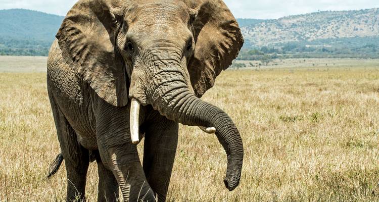 3 Day Top Notch Tanzania Safari - SAFARI360 6