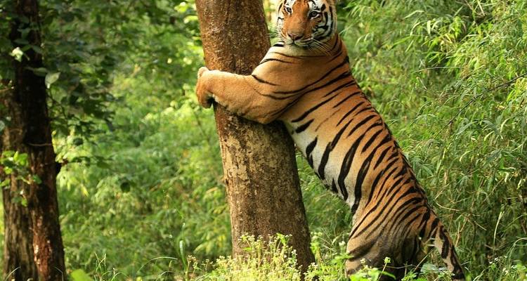 From Delhi: Ranthambore Wildlife Safari Tour with Safari Rides and All Meals - Travel Creators Of India 8