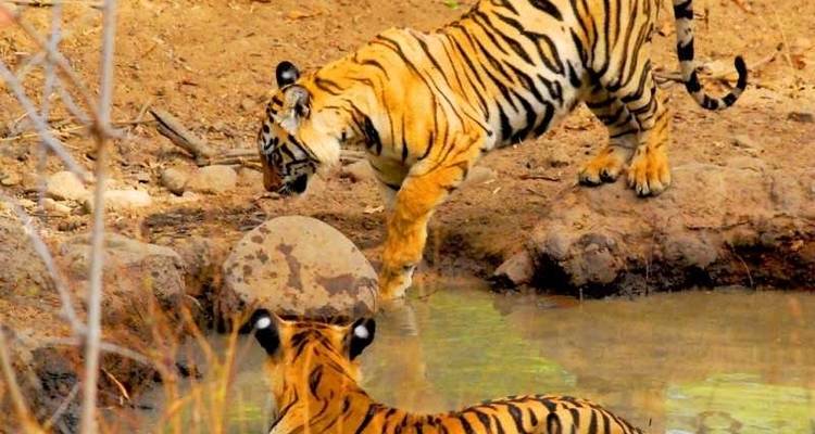 From Delhi: Ranthambore Wildlife Safari Tour with Safari Rides and All Meals - Travel Creators Of India 3