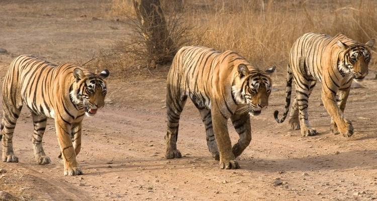 From Delhi: Ranthambore Wildlife Safari Tour with Safari Rides and All Meals - Travel Creators Of India 7
