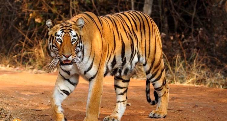 From Delhi: Ranthambore Wildlife Safari Tour with Safari Rides and All Meals - Travel Creators Of India 9