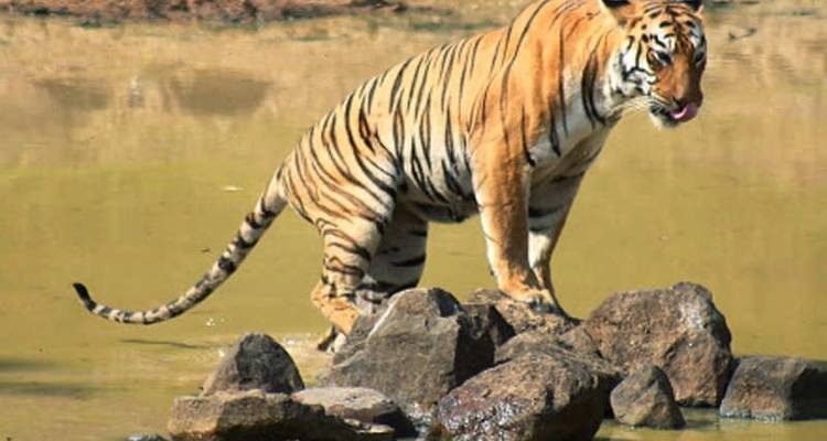 From Delhi: Ranthambore Wildlife Safari Tour with Safari Rides and All Meals - Travel Creators Of India 10