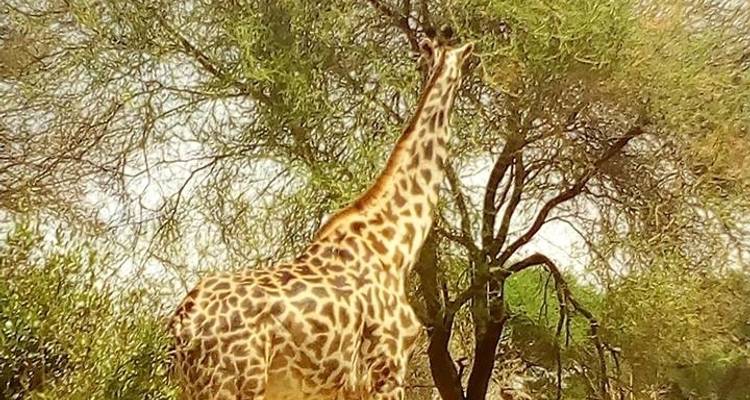 3 Days Tanzania lodge safari - Wild Root Safaris & Adventures 4
