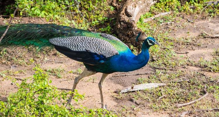 Overnight Luxury Glamping in Yala With Return Transfers (From Colombo) - Beyond Escapes 4