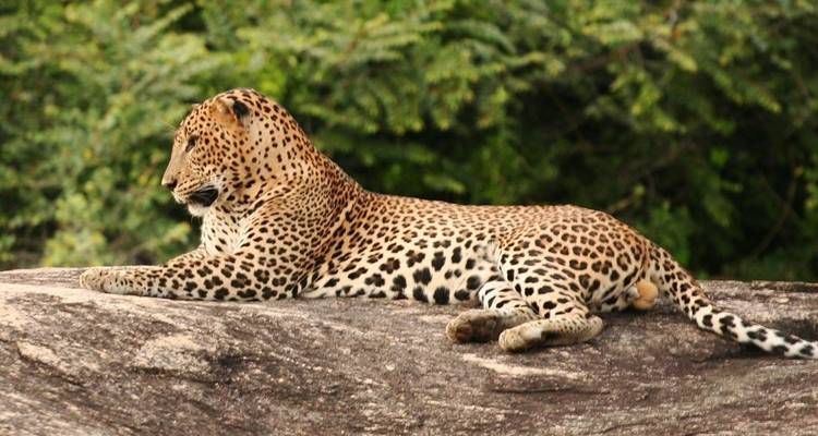 Noche en un Glamping de lujo en Yala con traslados de ida y vuelta - desde Galle - Beyond Escapes 1