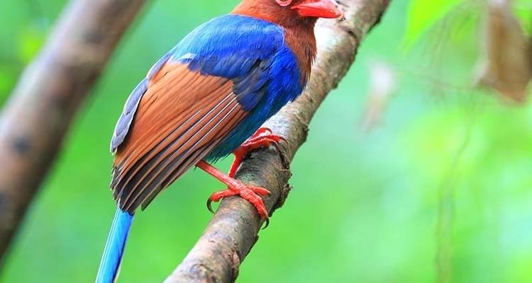Overnight Rain Forest Adventure in Sinharaja with Return Transfers - Beyond Escapes 3