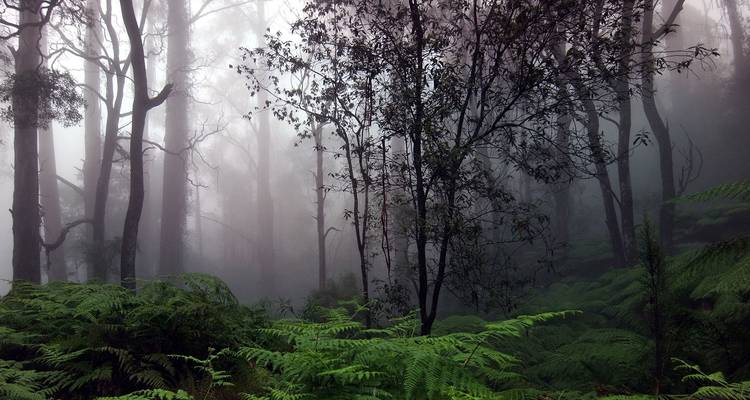Overnight Rain Forest Adventure in Sinharaja with Return Transfers - Beyond Escapes 2