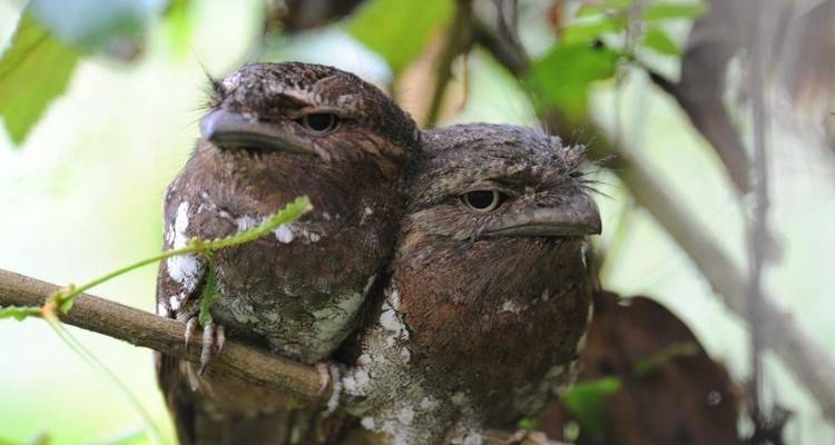 Overnight Rain Forest Adventure in Sinharaja with Return Transfers - Beyond Escapes 4