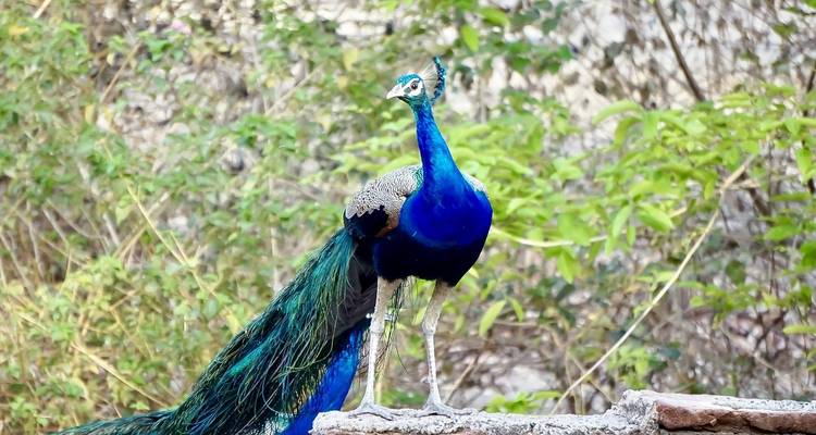 Un paon vibrant se tenant sur un rocher, entouré de verdure.