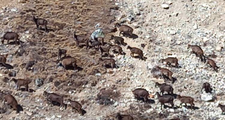 Excursionismo por el valle de Langtang - White Hill Adventure Treks and Expedition Pvt Ltd 2