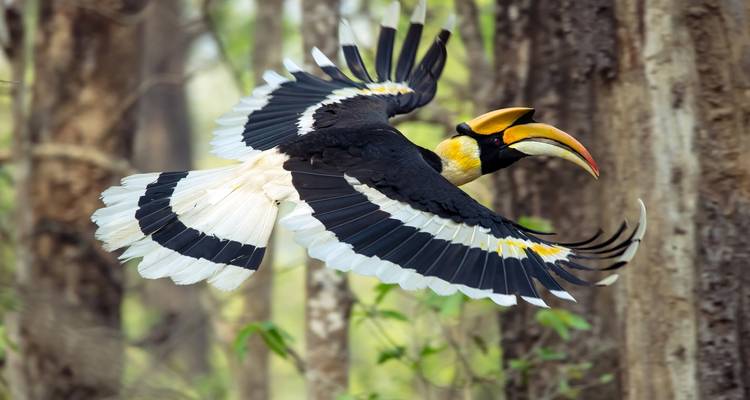 Safari dans la jungle de Chitwan - voyage exotique de 2 nuits / 3 jours - Oriental Journeys Pvt. Ltd. 4
