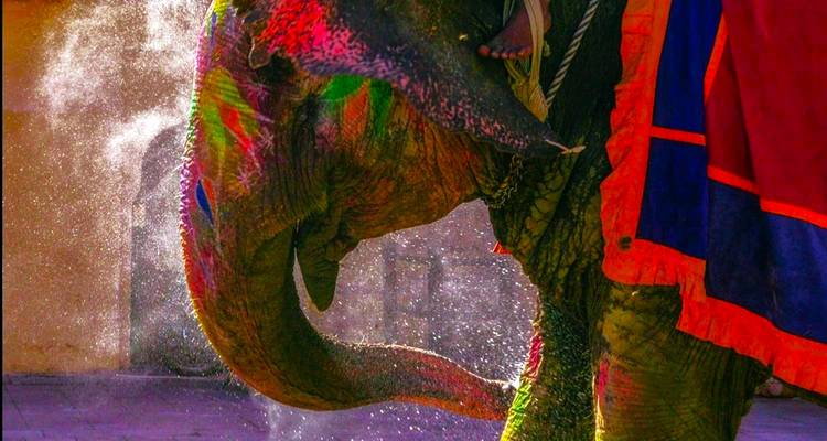 Versierde olifant met kleurrijk poeder.