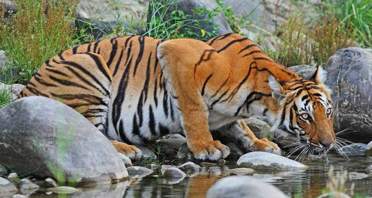 Nepal At Glance | Nepal Tour- 10 Days - Himalayan Scenery Treks And Expedition Pvt. Ltd. 7