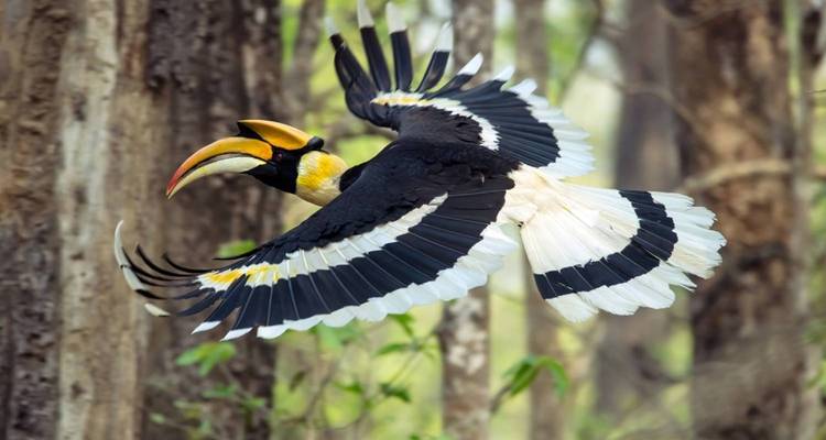Nepal At Glance | Nepal Tour- 10 Days - Himalayan Scenery Treks And Expedition Pvt. Ltd. 8