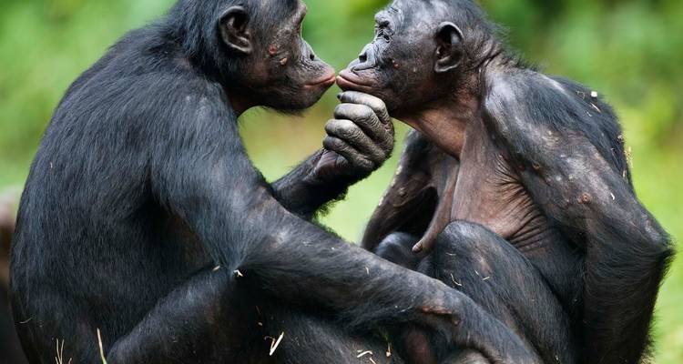 3 días combinados en el Parque Nacional de Nyungwe y Akagera - Golden Rwanda Safaris Ltd 1
