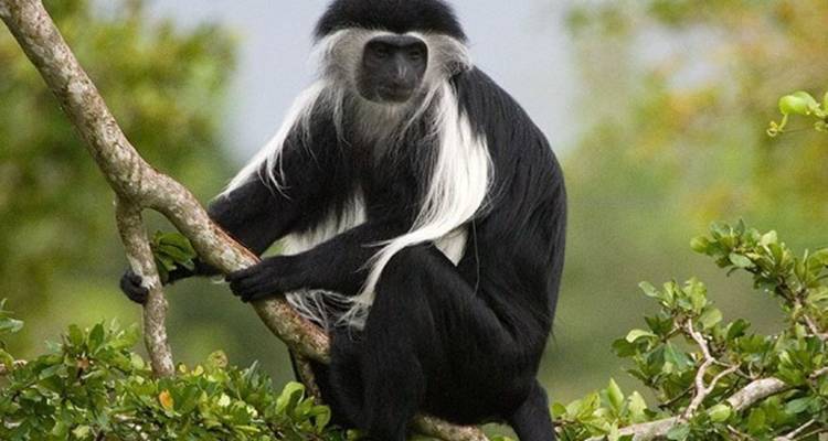 3 días combinados en el Parque Nacional de Nyungwe y Akagera - Golden Rwanda Safaris Ltd 2