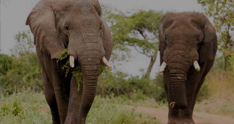 3 días combinados en el Parque Nacional de Nyungwe y Akagera - Golden Rwanda Safaris Ltd 3